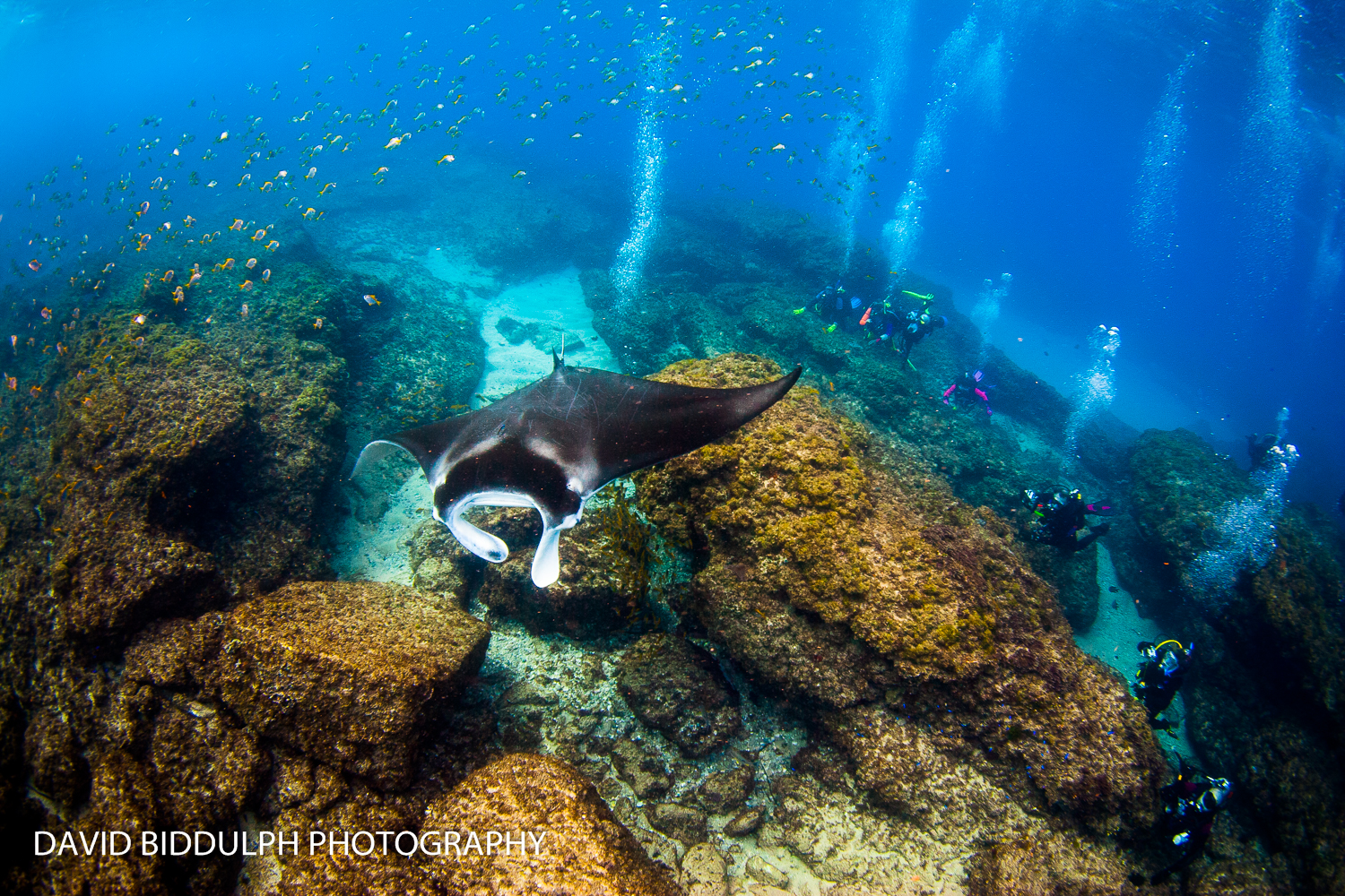 scuba diving brisbane, diving, Manta Lodge & Scuba Centre, North Stradbroke Island, Straddie, YHA, SSI, PADI, learn to dive, best scuba diving school brisbane, open water , best scuba diving brisbane, best scuba diving brisbane area